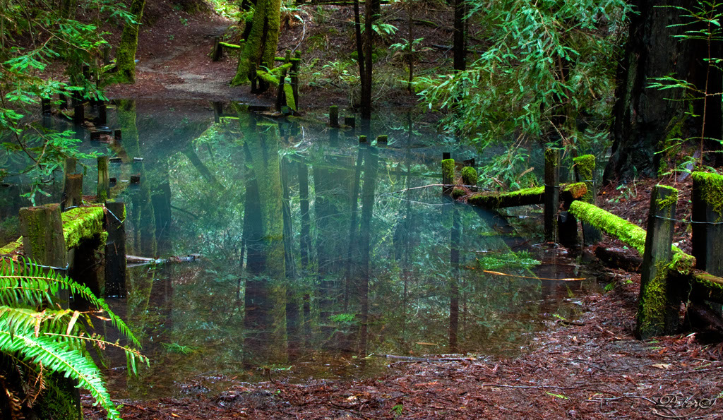 Redwoods